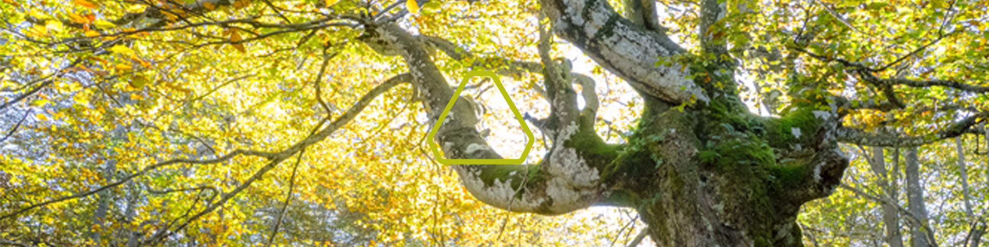 Capçalera arbre gran